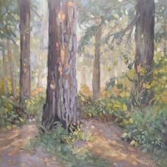 Morning Light in the Woods  - 20 x 20