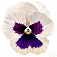 Laurie Koss - Pansy-21 - 24" x 24"   -  Acrylic on Canvas