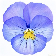 Laurie Koss - Pansy-16 - 24" x 24"  -  Acrylic on Canvas