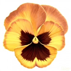 Laurie Koss - Pansy 6 - 24" x 24" -  Acrylic on Canvas