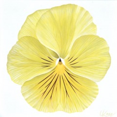 Laurie Koss - Pansy-9 - 24" x 24"  -  Acrylic on Canvas