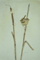 "Marsh Wren" 10.5x7 Watercolour SOLD