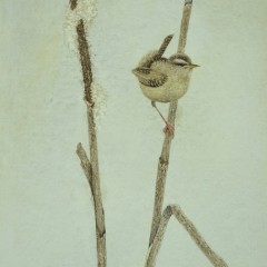 "Marsh Wren" 10.5x7 Watercolour SOLD