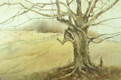 "Old Tree" 21x28 Watercolour SOLD