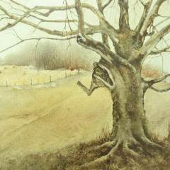 "Old Tree" 21x28 Watercolour SOLD